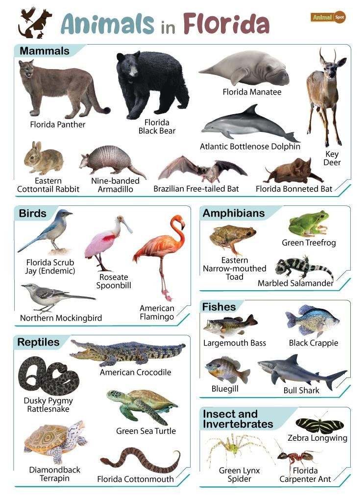 North Florida wildlife chart showing deer, panther, black bear, birds, reptiles, amphibians, fish, and native species