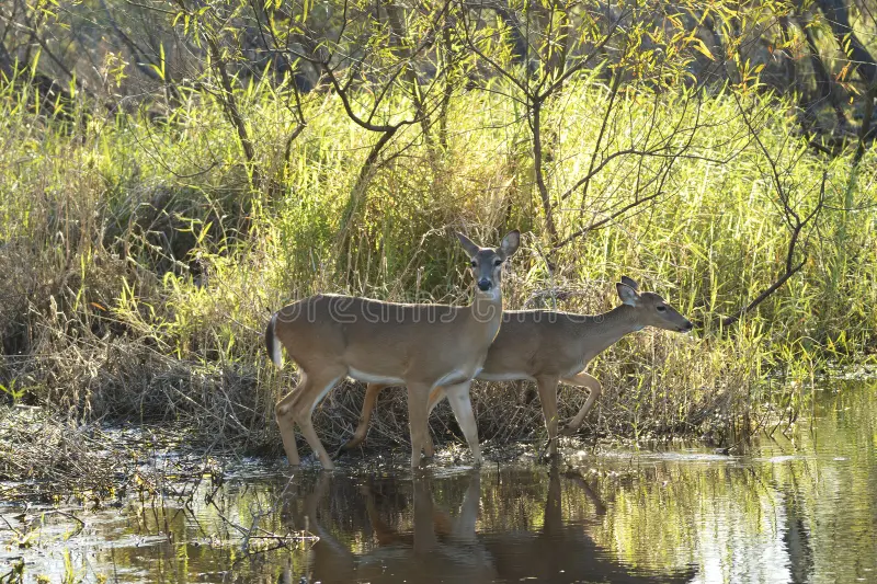 White-tailed deer foraging in a North Florida wildlife habitat near the woods